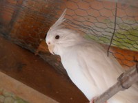 Calopsita Albina