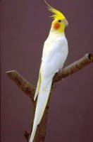 Calopsita Lutino